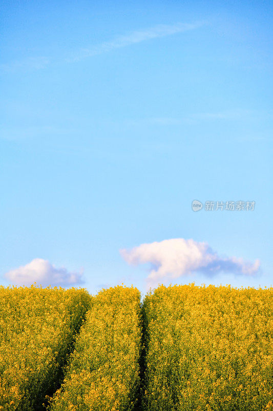 油菜地和蓝天