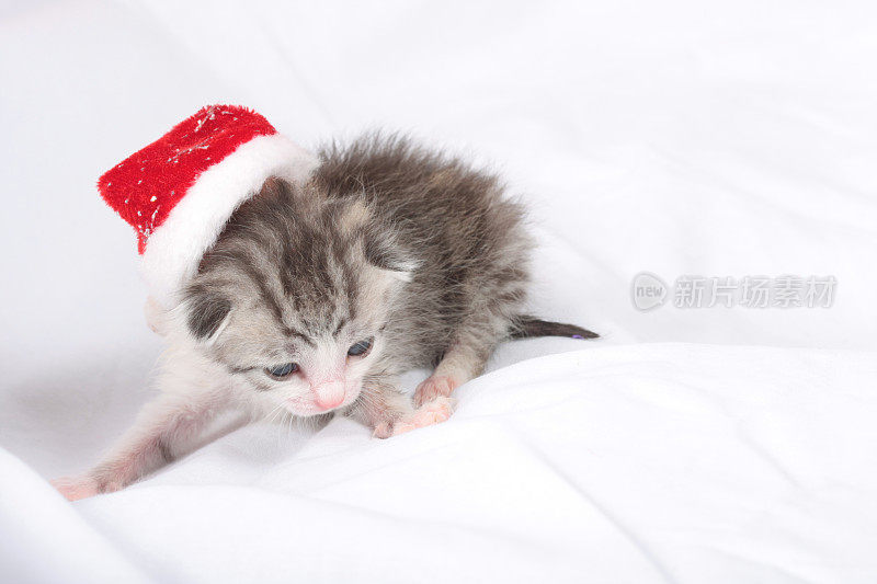 刚出生的小猫戴着圣诞帽