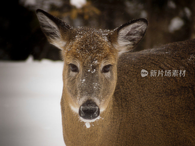 白尾鹿鹿