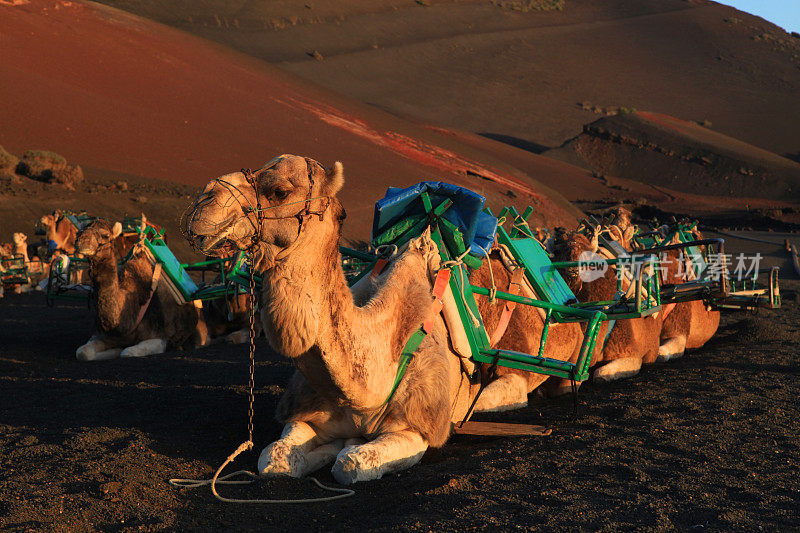 提曼法亚国家公园的骆驼