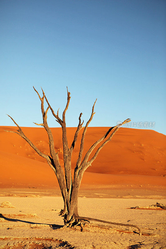 纳米比亚的死树和红沙丘景观