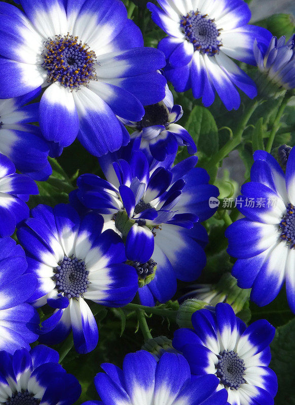 白色和蓝色的雏菊花，开花的番茄属植物