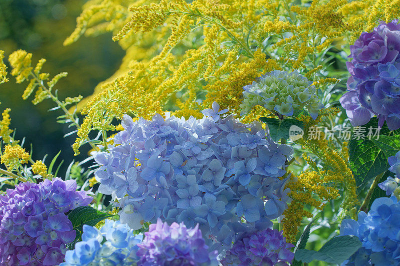 绣球花和金棒