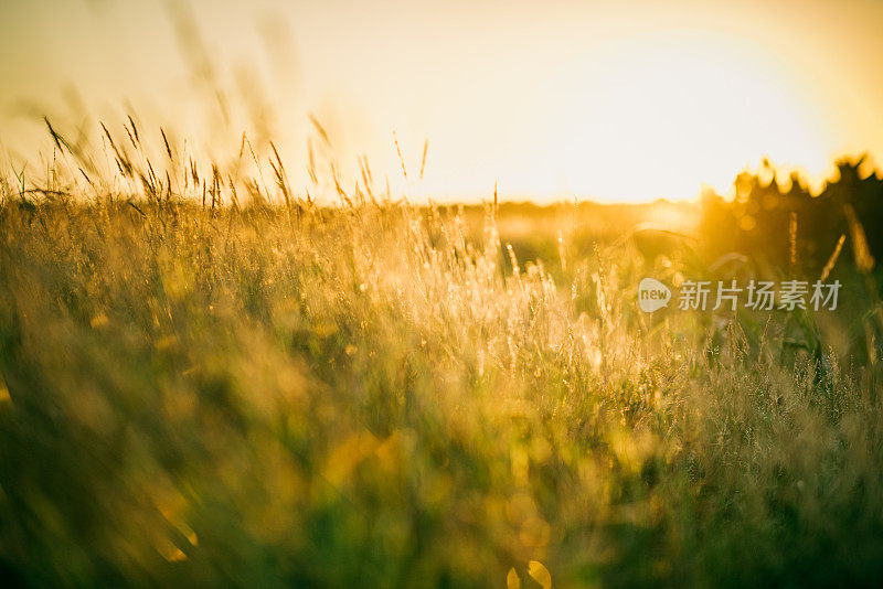 日出时草地上的野花