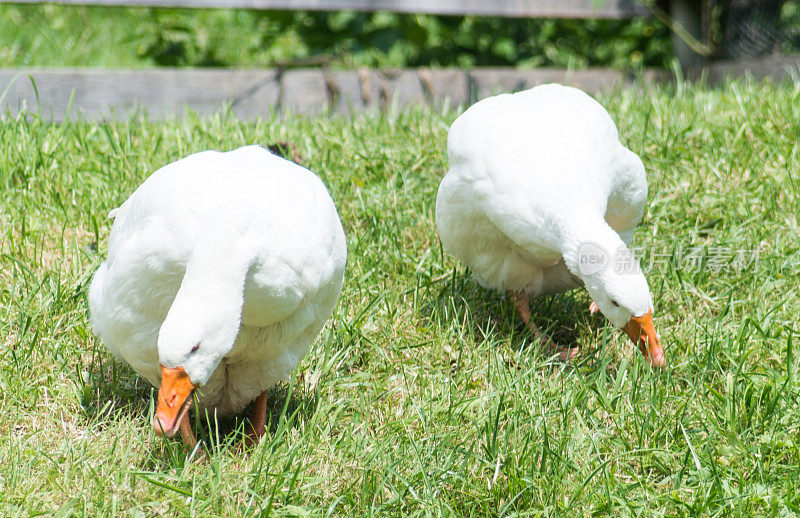 草坪上的两只鹅