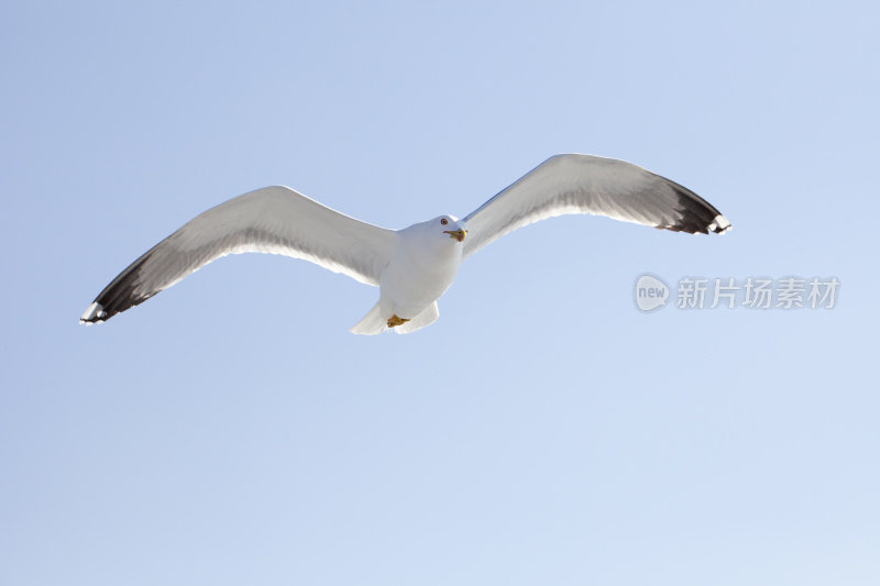 白色的海鸥在蓝天中飞翔