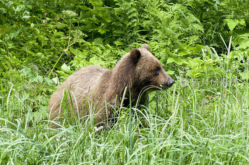 生长在莎草中的阿拉斯加灰熊或棕熊