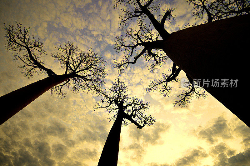 猴面包树的剪影和日落的天空，马达加斯加