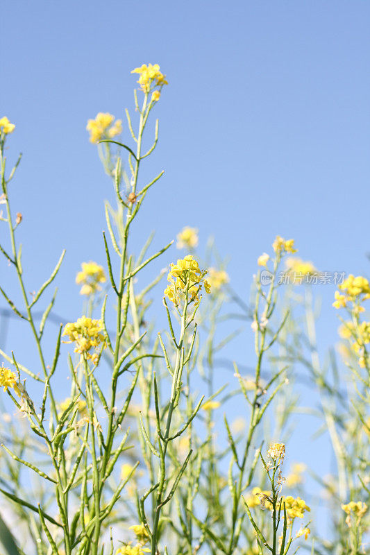 黄油菜籽油菜籽蓝天