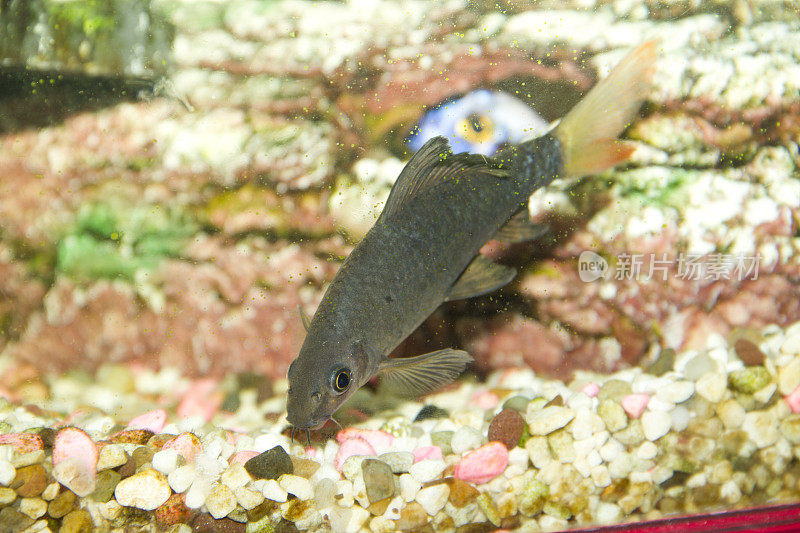 奇异的鱼在水族馆里游动