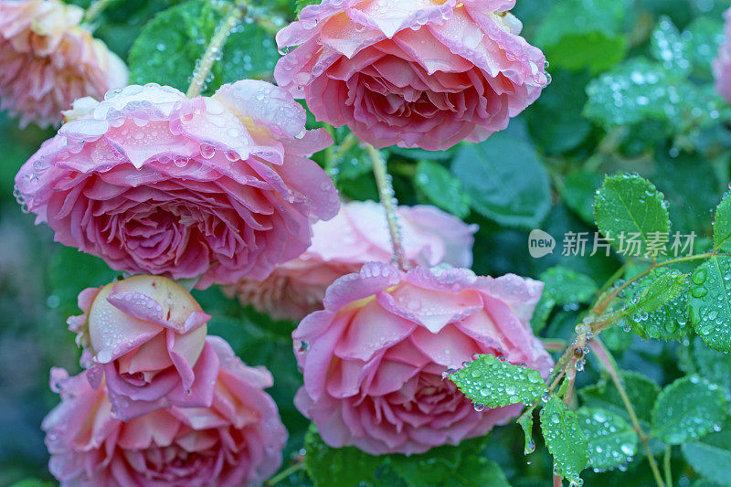 英国玫瑰“大卫奥斯汀”与雨滴