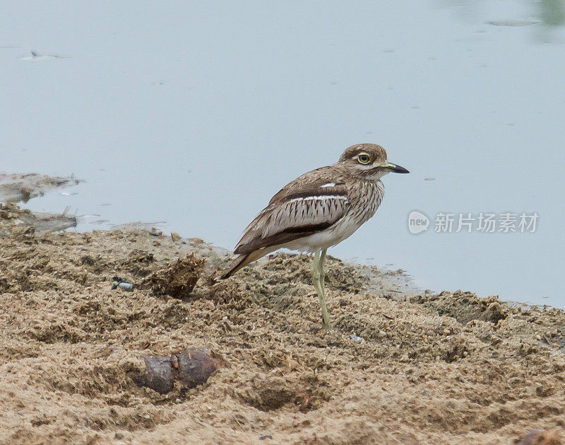 水Thick-Knee