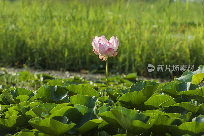 印度斯利那加达尔湖的粉白色莲花