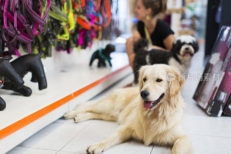 可爱的金毛猎犬和藏獒在宠物店