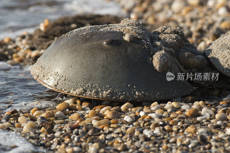 马蹄蟹近距离屠杀海滩特拉华湾海浪