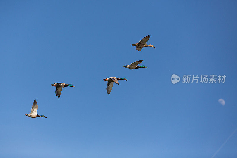 鸭子的鸟