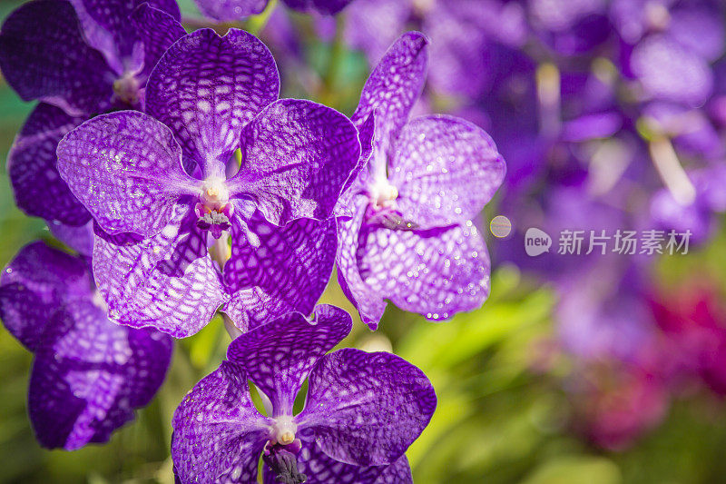 兰花紫