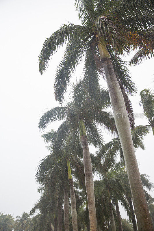 雨中的棕榈树