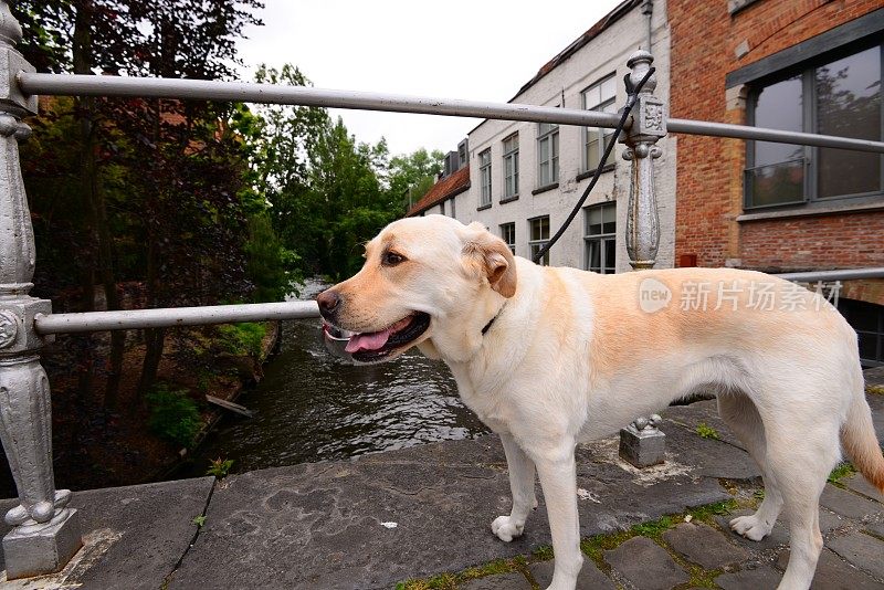 拉布拉多寻回犬