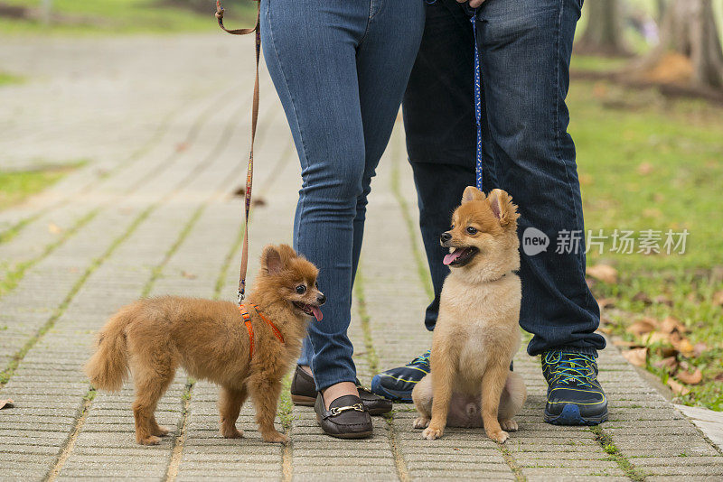 幸福的混血夫妇和博美犬