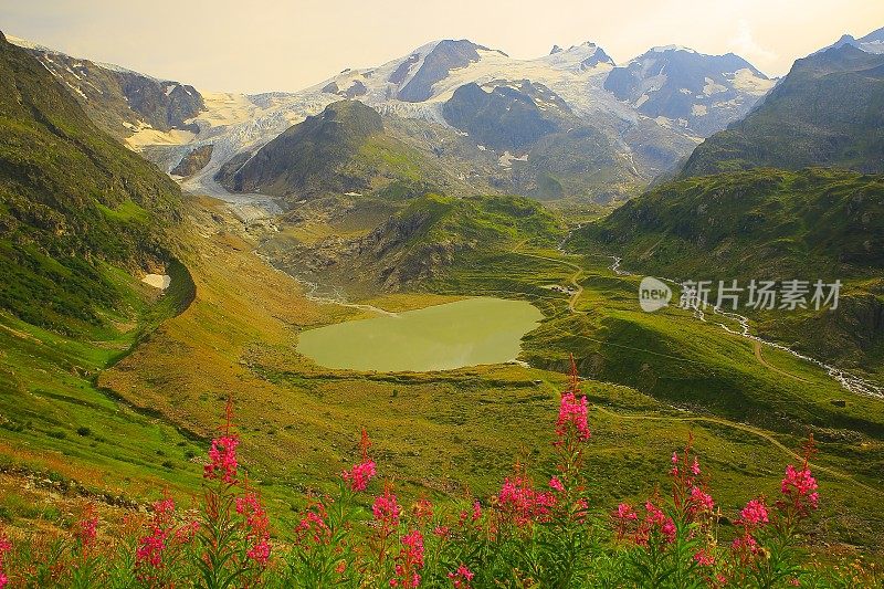 瑞士阿尔卑斯山景观，湖，粉红色的野花花坛，苏斯滕Pass，安德马特