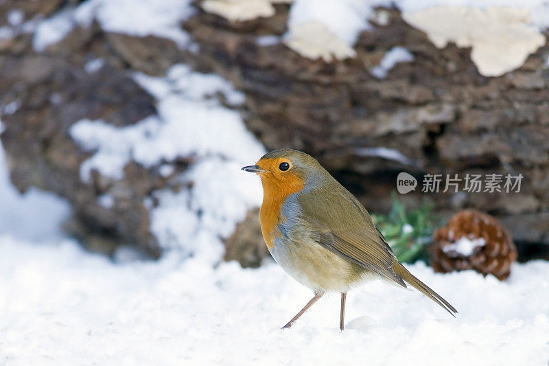 罗宾(红心rubecula)