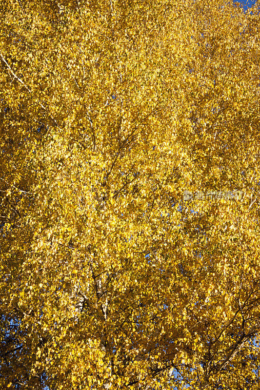 秋日白桦树的树叶背景