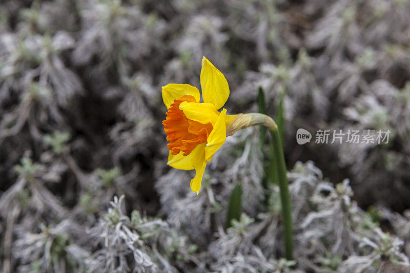 两个颜色的水仙花