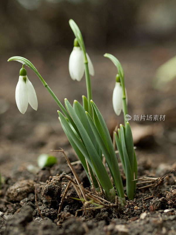 雪花莲花