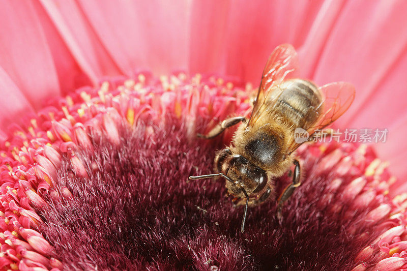 蜜蜂和粉色非洲菊02