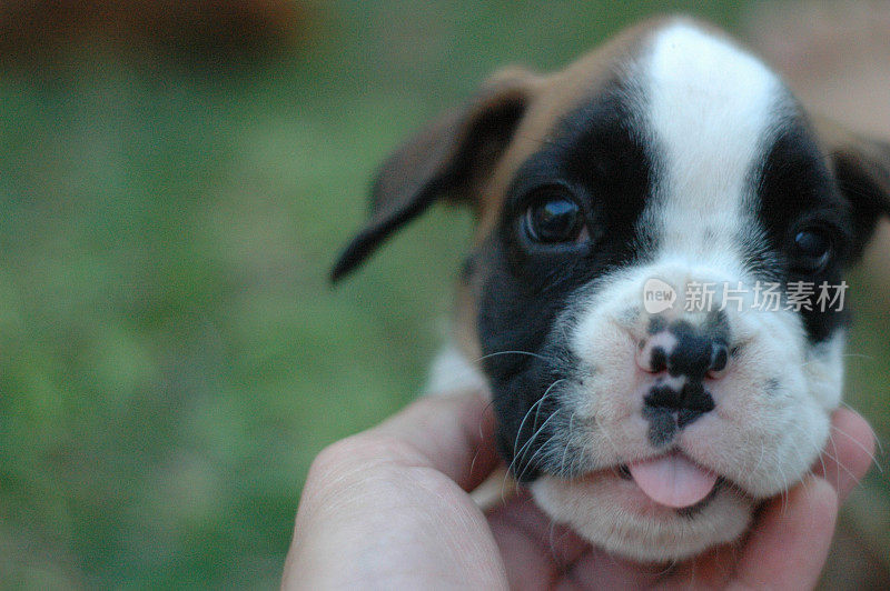 可爱的斗牛犬小狗