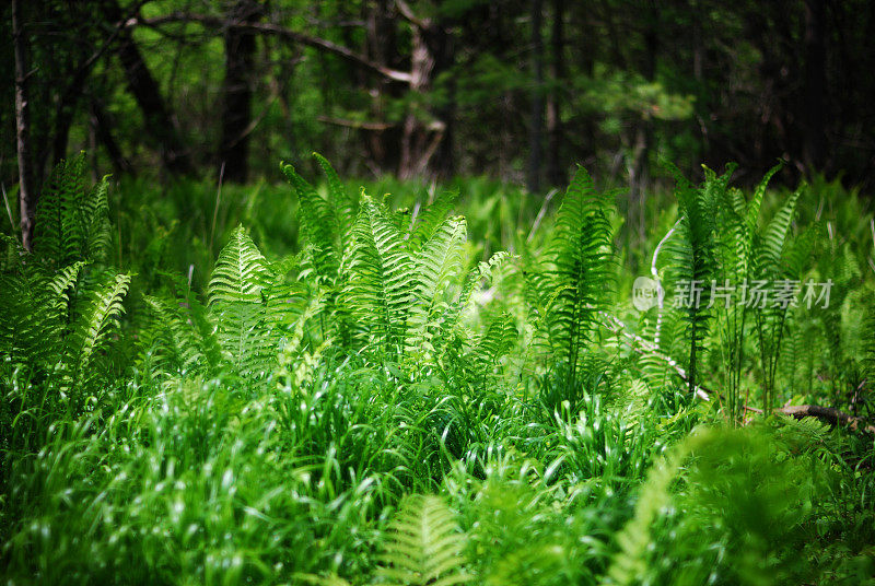 绿色植物