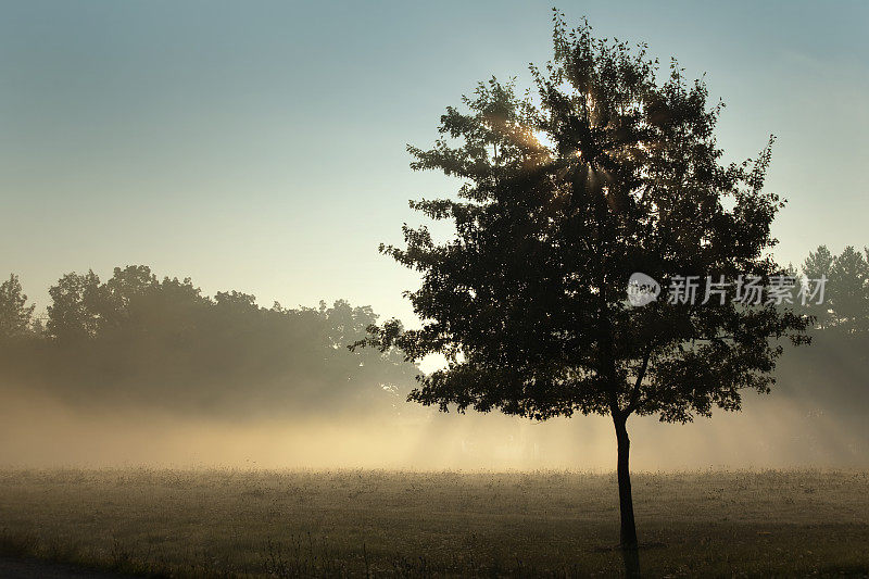 朦胧晨曦中的孤树