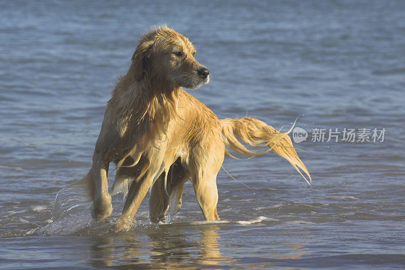 金毛猎犬的狗