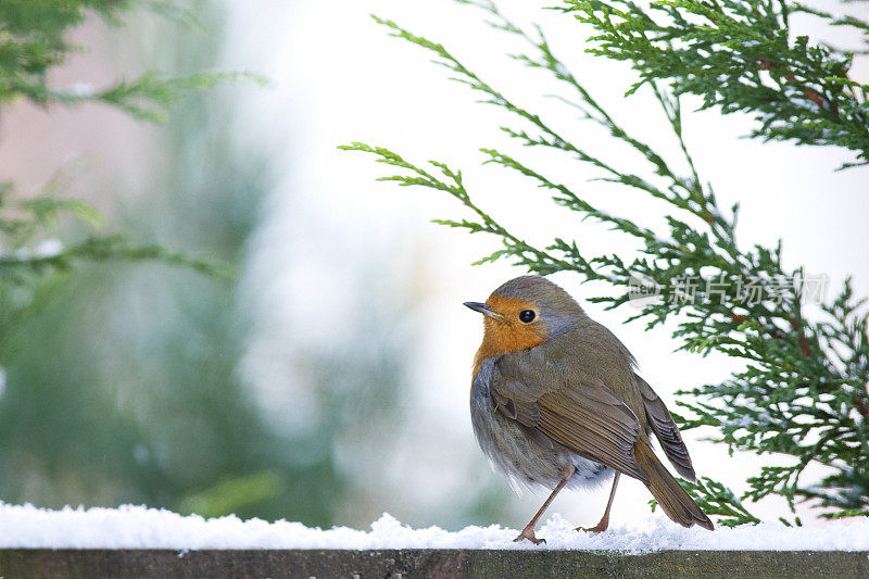 罗宾(红心rubecula)