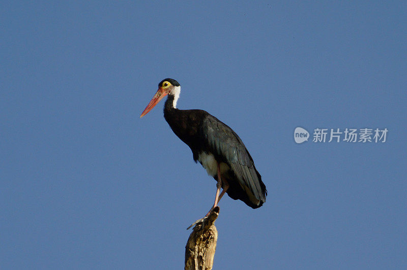 风暴的鸟