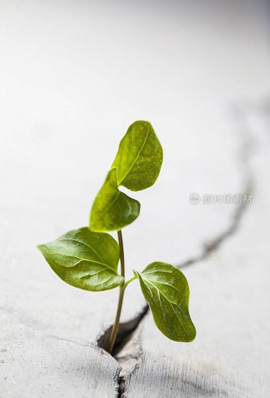 决心:植物栽培