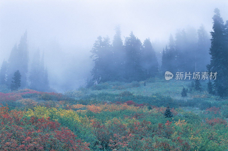 雷尼尔山的草地上有雾