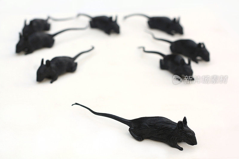 塑料黑老鼠对白色