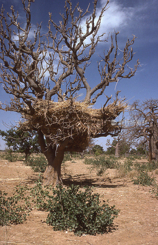 农作物残茬树动物饲料西非布基纳法索萨赫勒地区