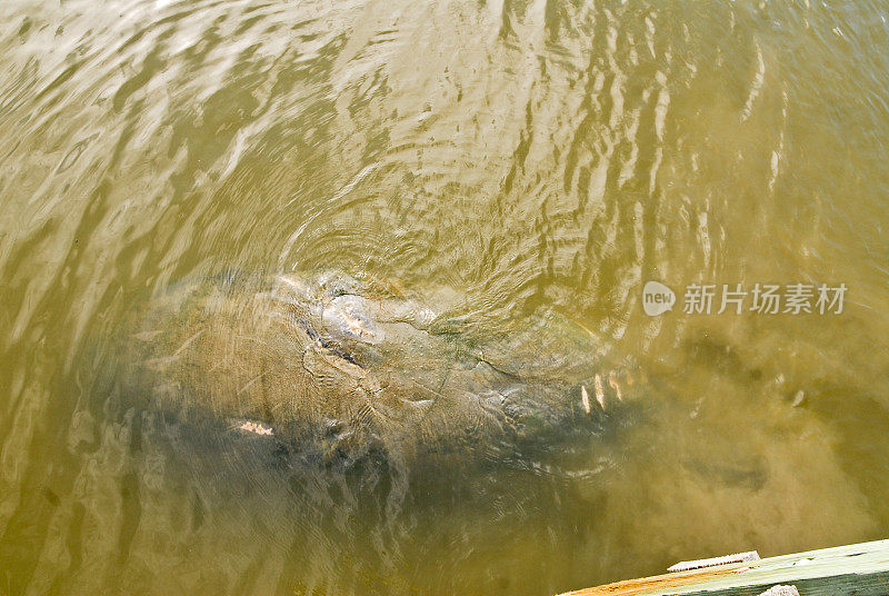 西印度海牛的螺旋桨伤痕