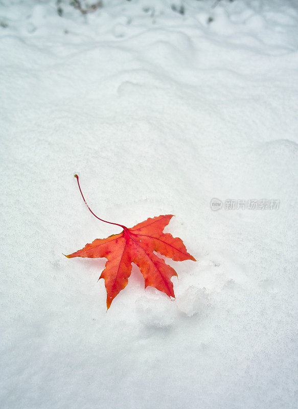 白雪上红红的枫叶