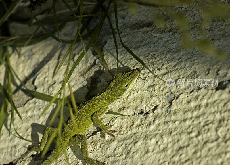绿色的蜥蜴从阴影中爬出来