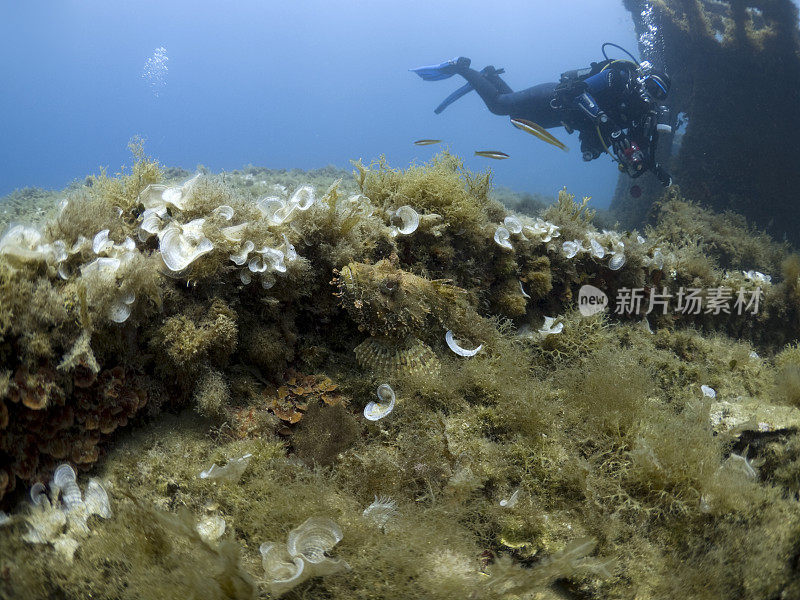 胡须蝎子鱼和水下呼吸器潜水员的背景