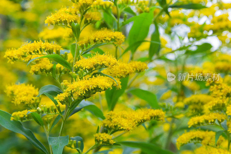 更扎实的黄花菜