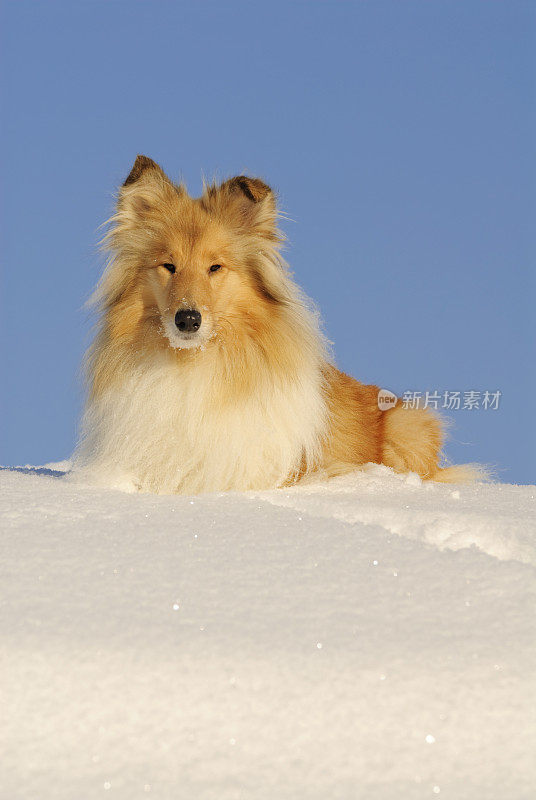 雪地里的牧羊犬