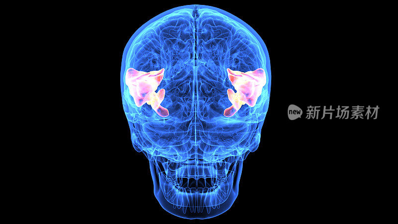 人脑解剖部分的3d插图