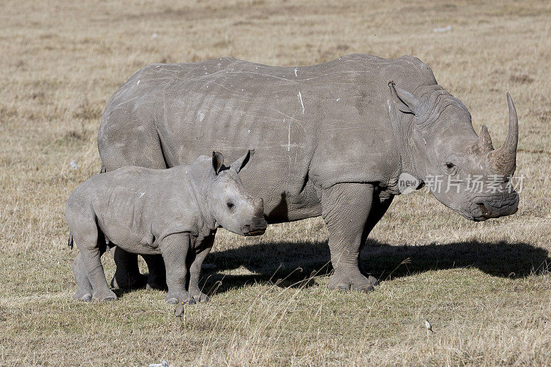 雌性犀牛和幼崽站在非洲大草原上