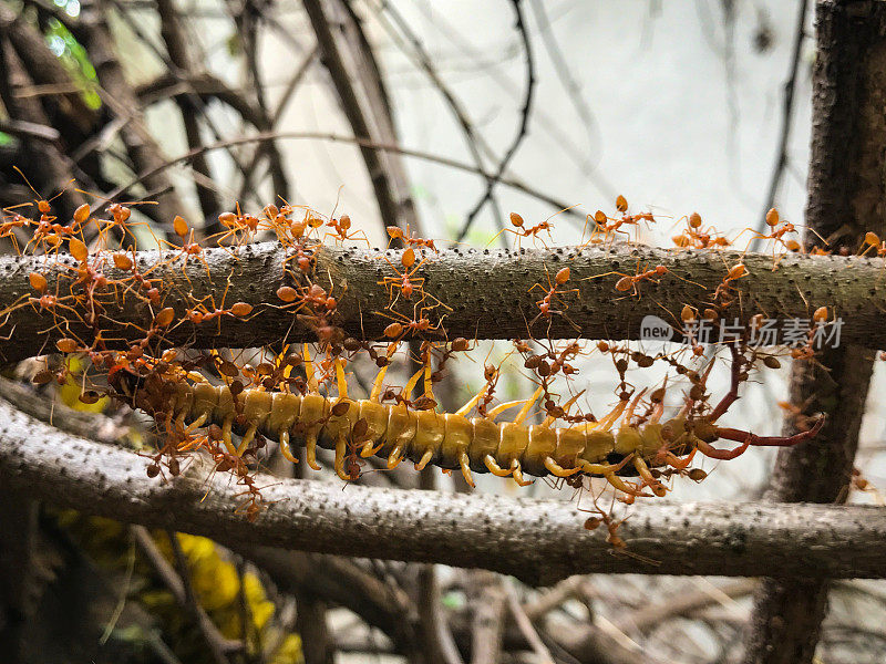 红蚂蚁以自然光为食，以千足虫、工蚁、蜈蚣为食，成群结队的蚂蚁咬在树枝上