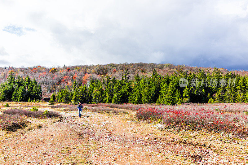 在多云，阴天，暴风雨的天气在多莉草皮，西弗吉尼亚与秋天的树叶，年轻的徒步者走在森林在遥远的红色秋天与蓝莓灌木丛的小径草地